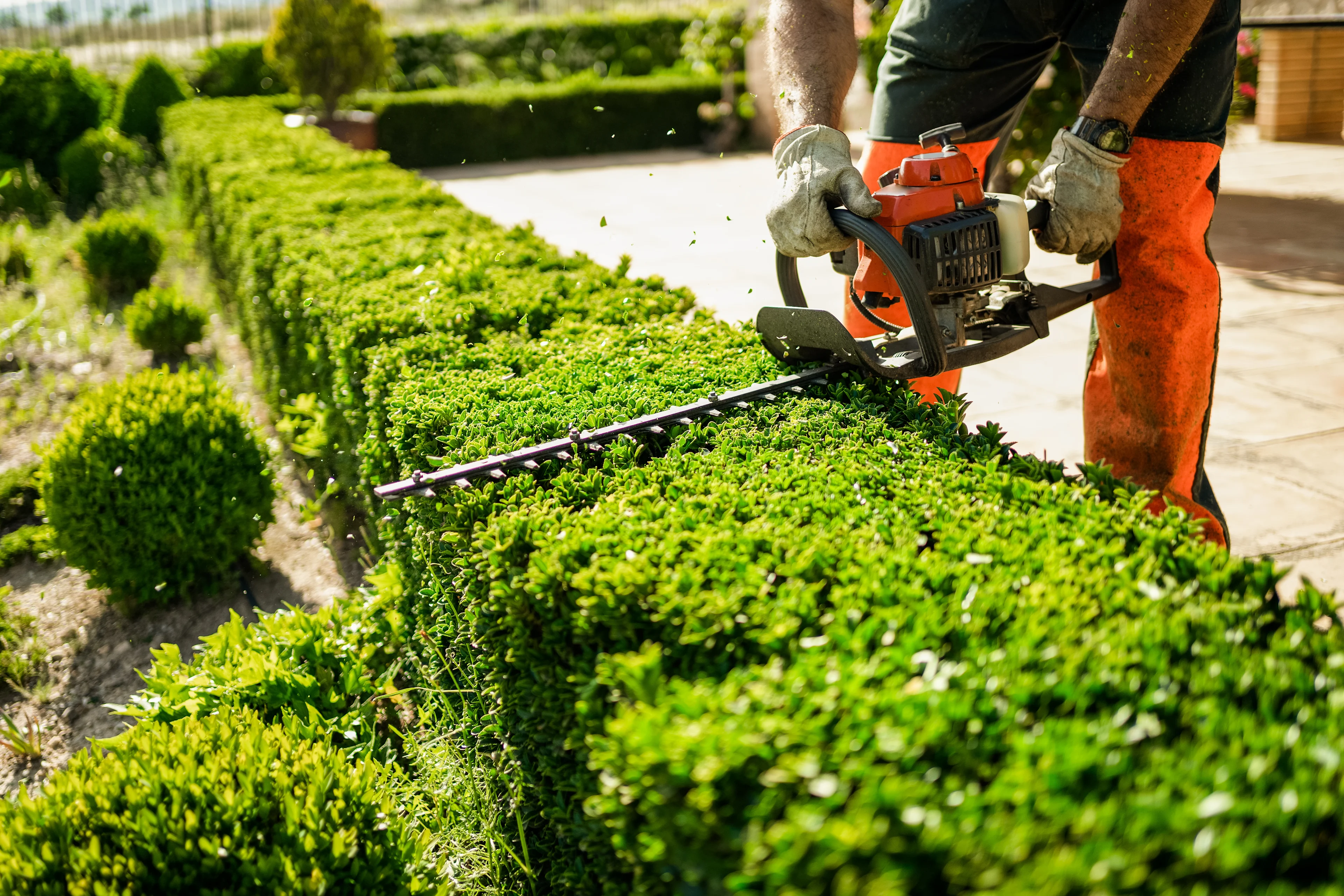 Hovenier snoeit een groene haag met een heggenschaar in een onderhouden tuin